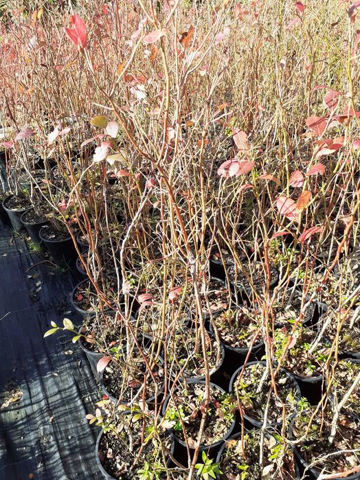 Árvores de mirtilos