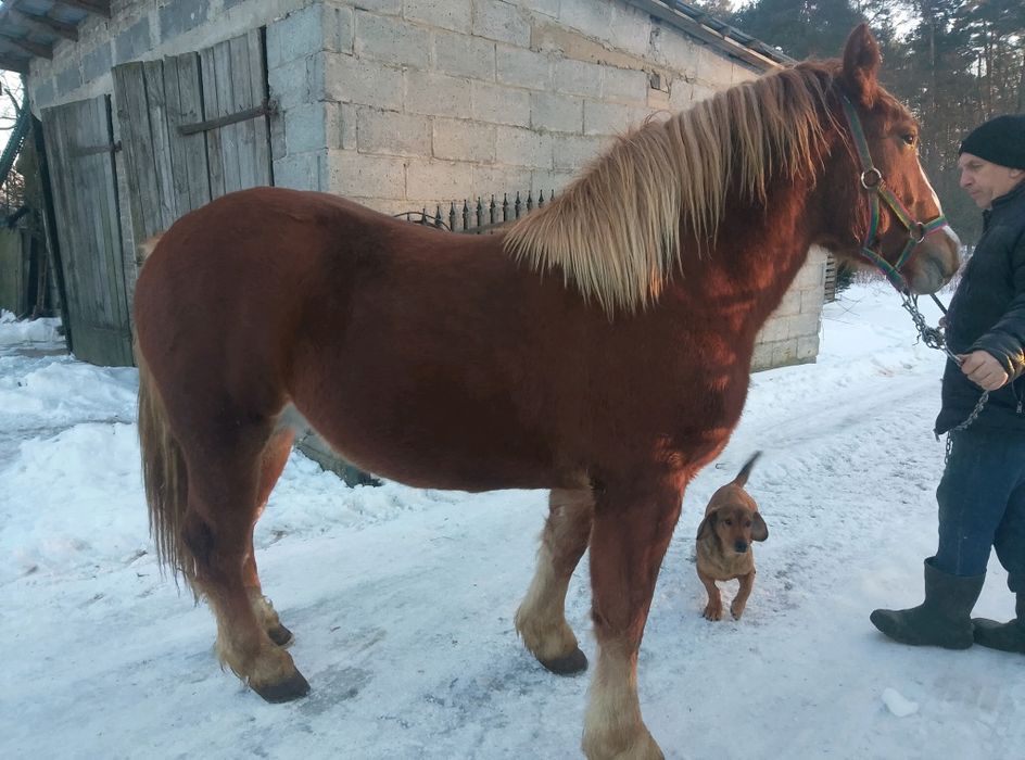 Konie, źrebaki i klacze