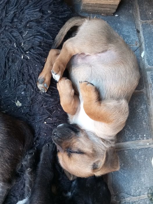 Cãezinhos para dar