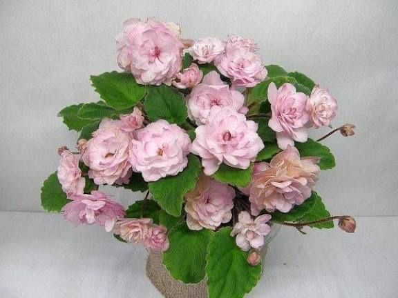 Фіалки трилер(кустові)