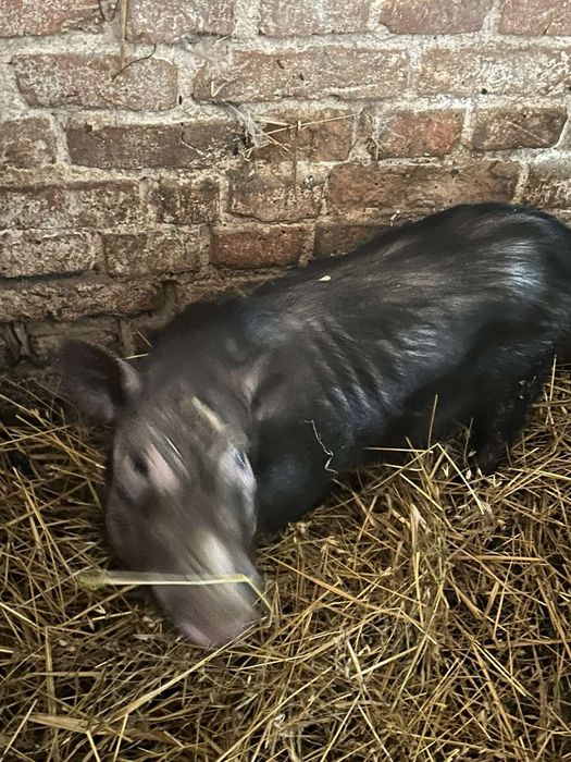 Продам кнура в'єтнамської породи. Хряк,готовий до спарювання..