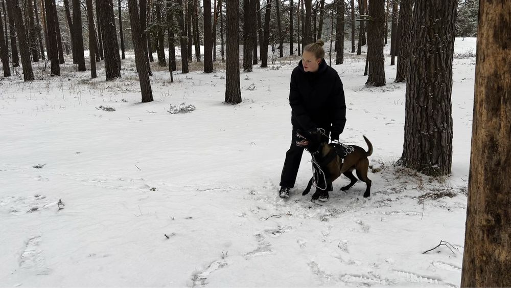 Кобель Малінуа