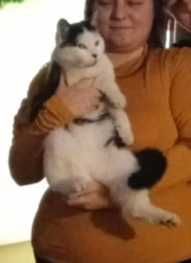 Pilne Zgubił się Kotek