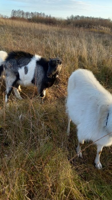 Козлик на плем'я