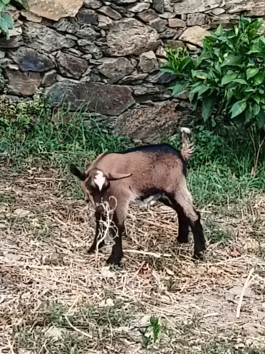 Cabrito Murciano
