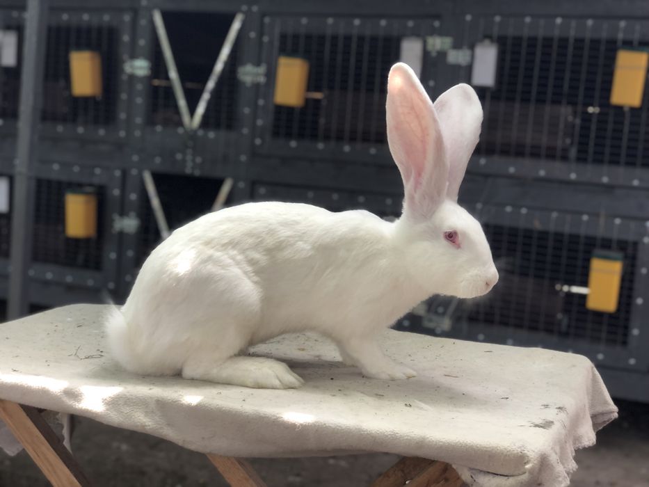 Бельгійський велетень. Фландр. кролики кролі