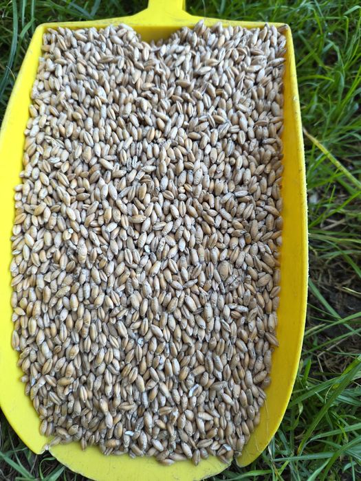 Pszenżyto ozime Atletus