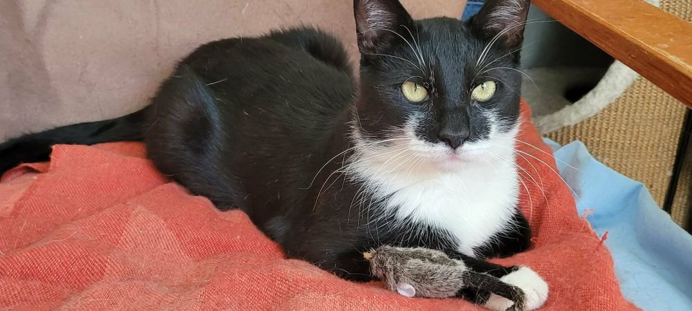 Pieknÿ kocur Feluś do adopcji!