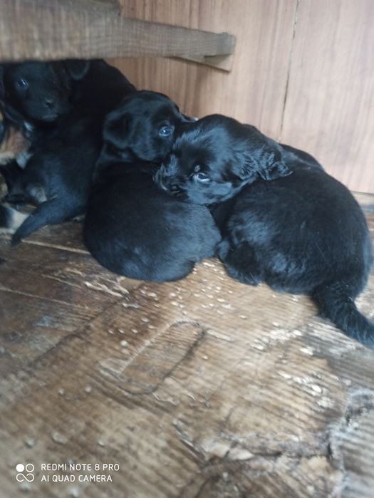 Віддам цуценят у добрі руки