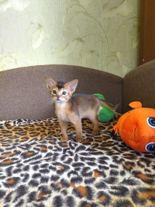 Абіссинські кошенята дівчатка та хлопчики з документами в пошуках роди