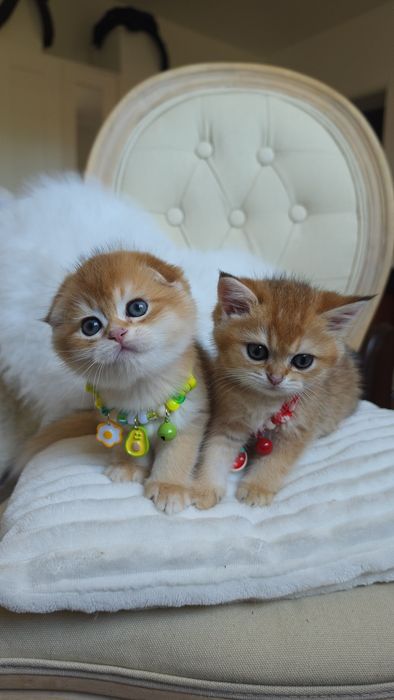 Szkocki złoty krótkowłosy fold/straight . Scottish fold. Do rezerwacji