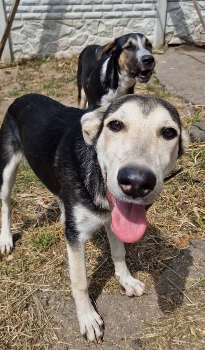 Прекрасный крупный щенок  7 мес ищет дом!