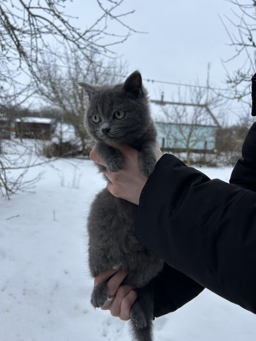 Віддам кошенят в добрі руки