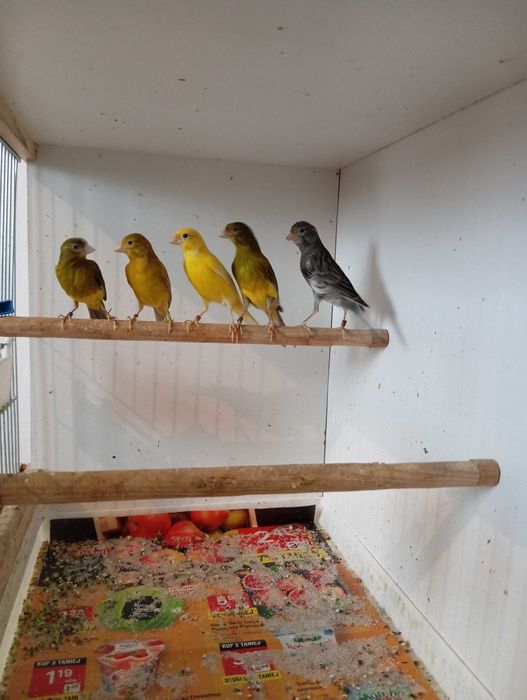 Kanarki miniatura hiszpańska