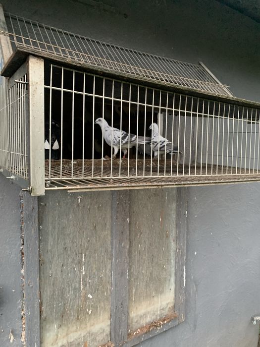 Żałobne , grochowe, jasne