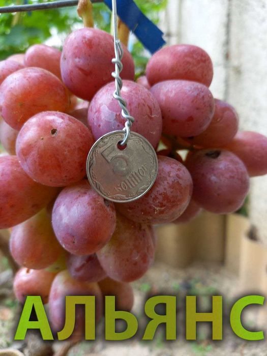 Корнесобственные саженцы винограда