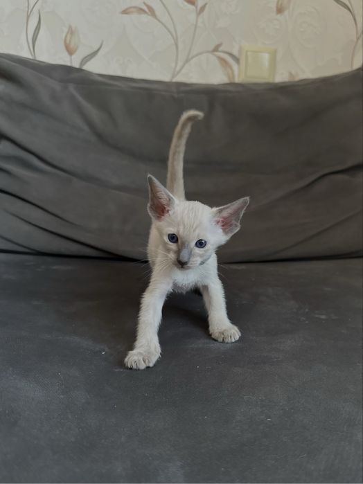 Ориентальная девочка