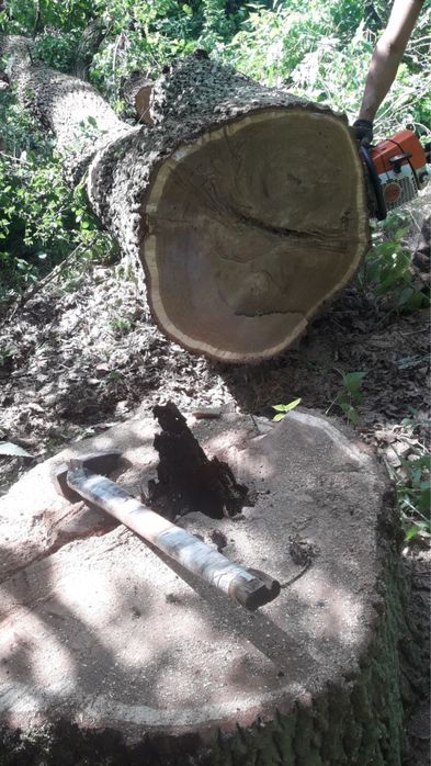 Дрова від 2000грн дуб,ясень,акація та сосна ,колоті. Доставка 1-2 дні.