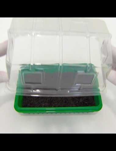 Mini estufa de germinação
