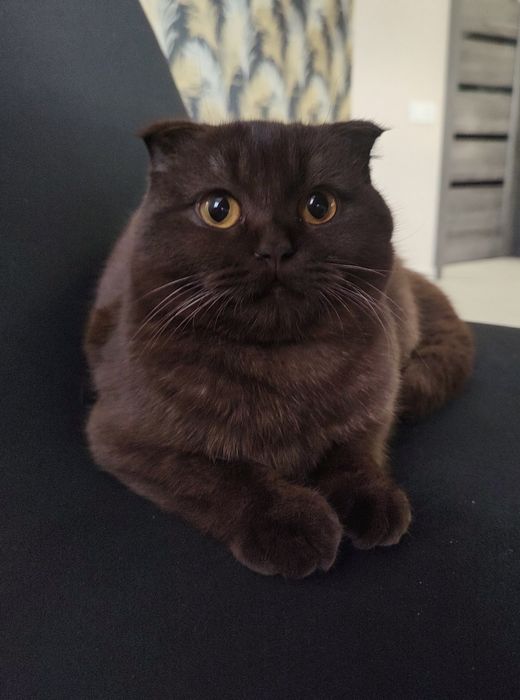 Шикарний котик британець( цинамон) чекає наречену( в'язка)