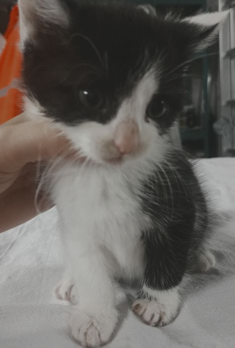 Kotki do adopcji