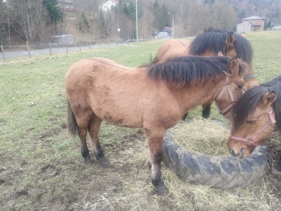 ogierek gniado-bułany z pręgą