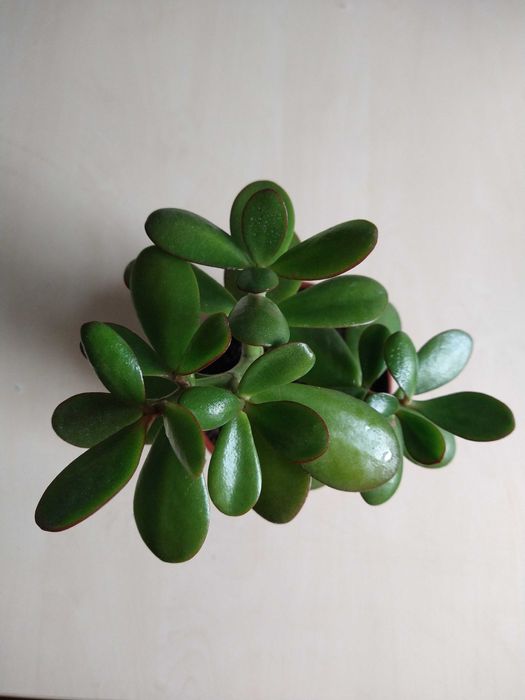 Рослина Товстянка грошове дерево1