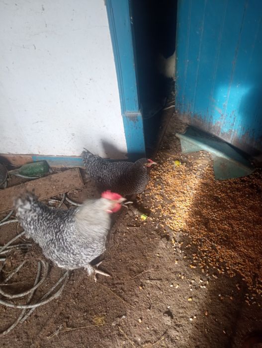 vendo galinhas e galos Malines s