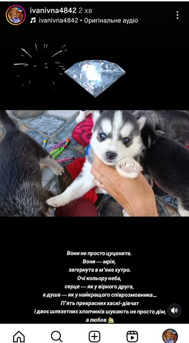 Очі кольору неба, серце — як у вірного друга,