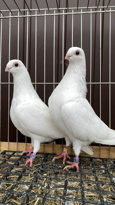 Cepele, ceple, cepelki