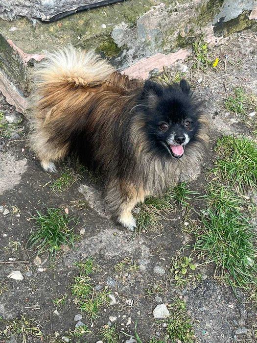 Померанский шпиц, шпицы, кобель Котыгорошек
