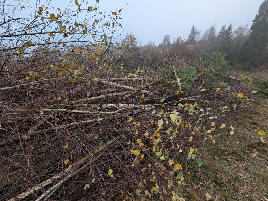 oddam drewno wraz z gałęziami
