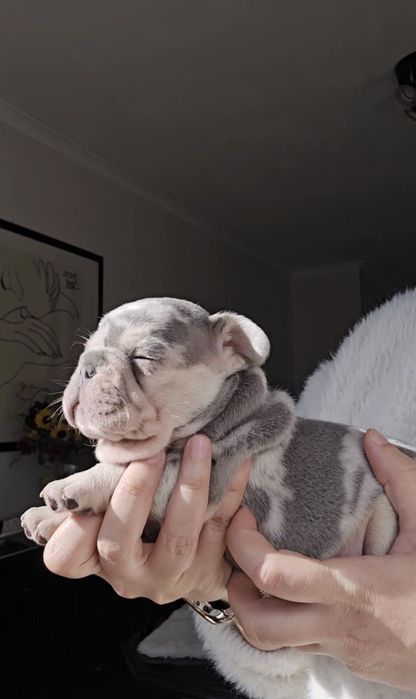 Bulldog Lilac exelente porte