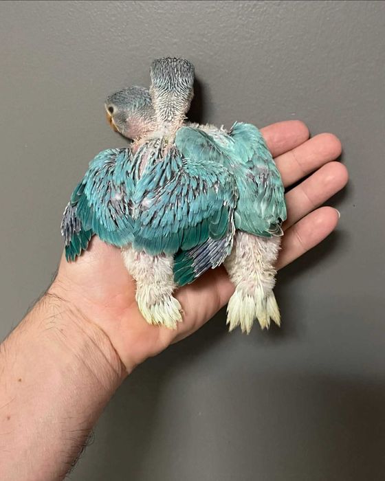 Ring neck bebê lindíssimo , KIT completo