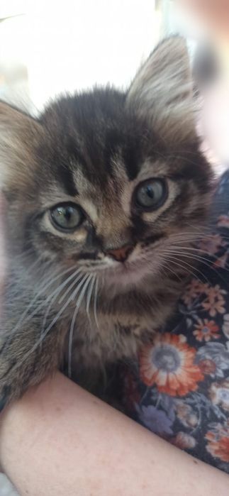 Котики в добрі руки. Пухнасте щастя.