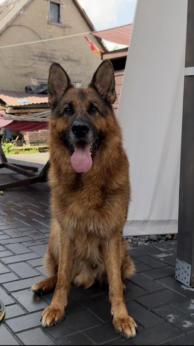 Цуценята німецької вівчарки