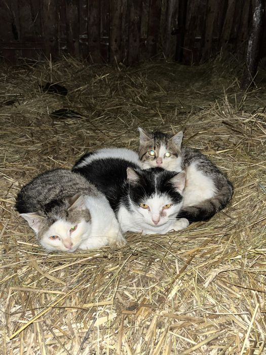 Oddam koty w dobre ręce