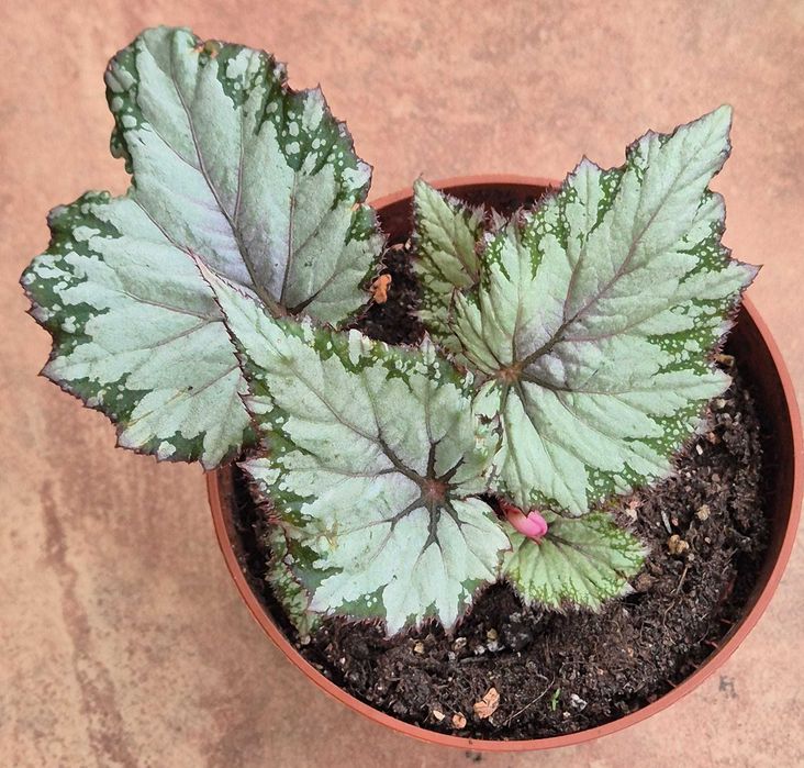 Begonia rex_begonia rex