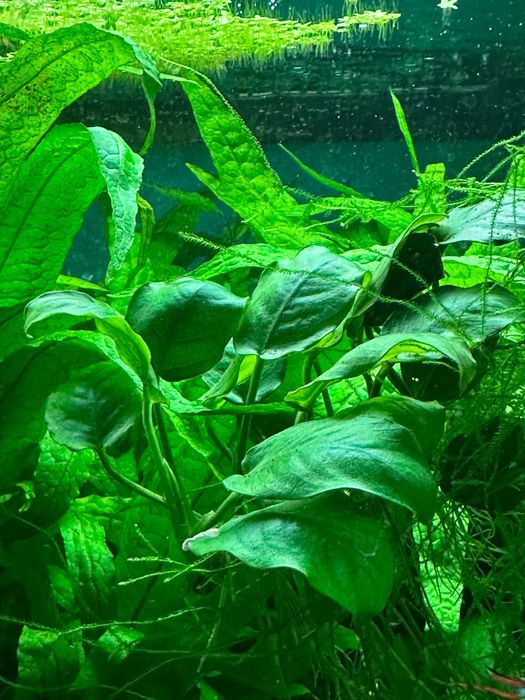 Plantas de Aquário