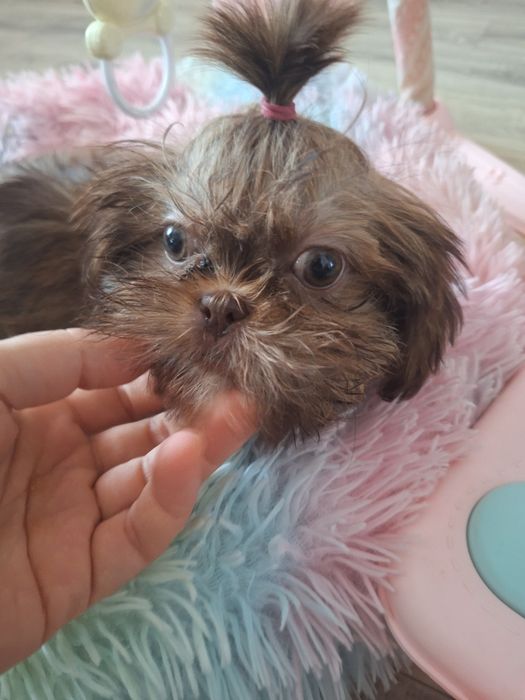 Mini dziewczynka Shih tzu Gabisia/ domowa hodowla