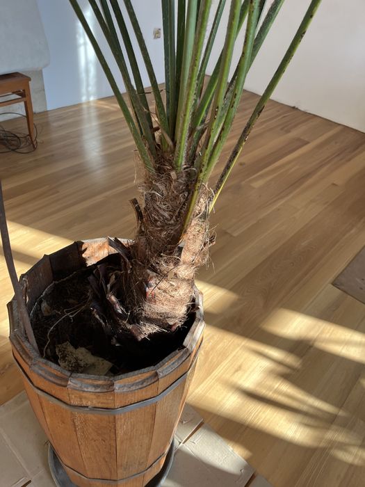 Пальма на вибір