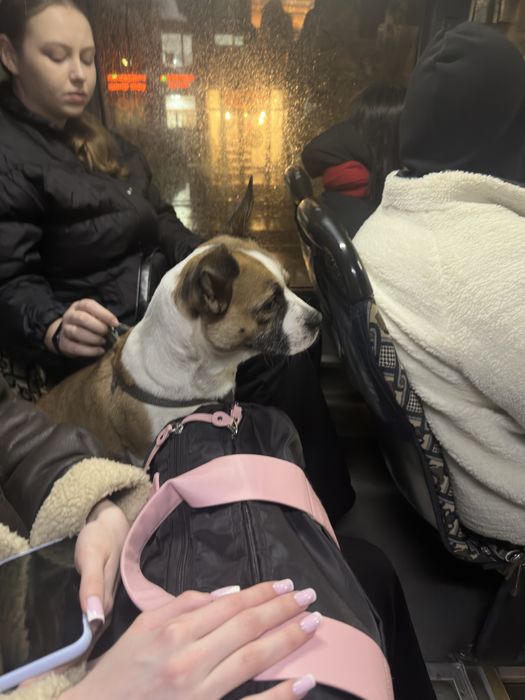 Знайдено собаку, шукаєм господарів