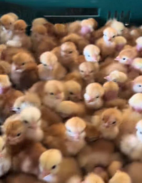 Курчата добові Волочиськ: мастєр, іспанка, грізбар, редбро