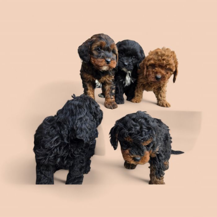 Cavapoo f1b piesek