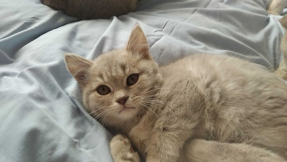 Лілова прямовкуха шотладочка