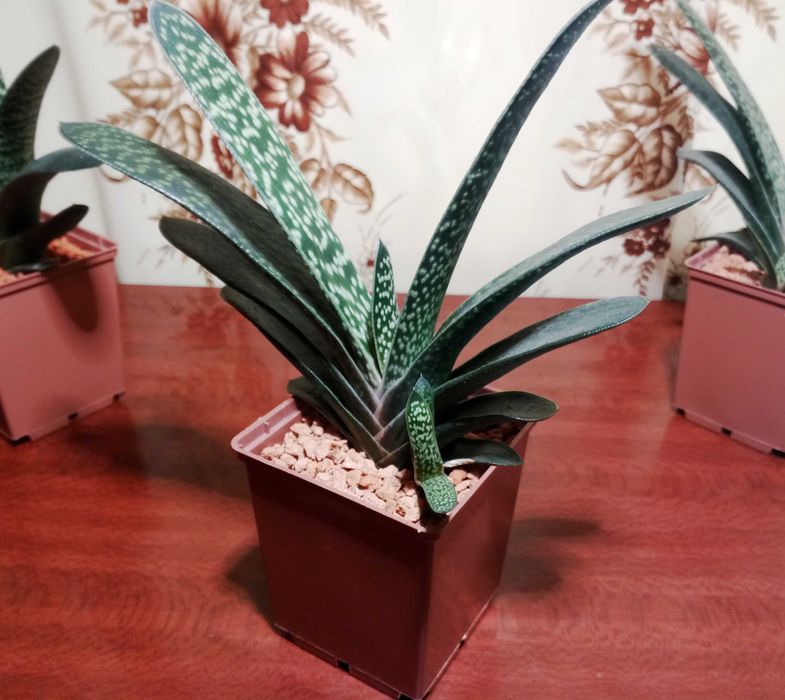 Гастерія карликова (Gasteria liliputana)