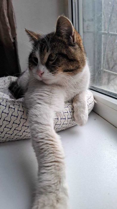 Офігітєльний коте Єврік