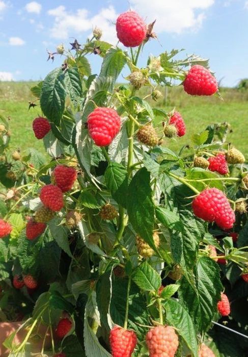 Sadzonki malin kopane na zamówienie