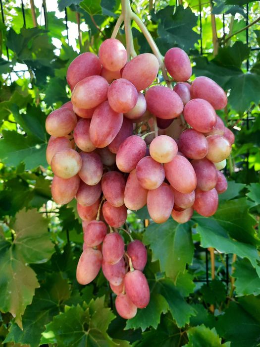 Черенки винограда