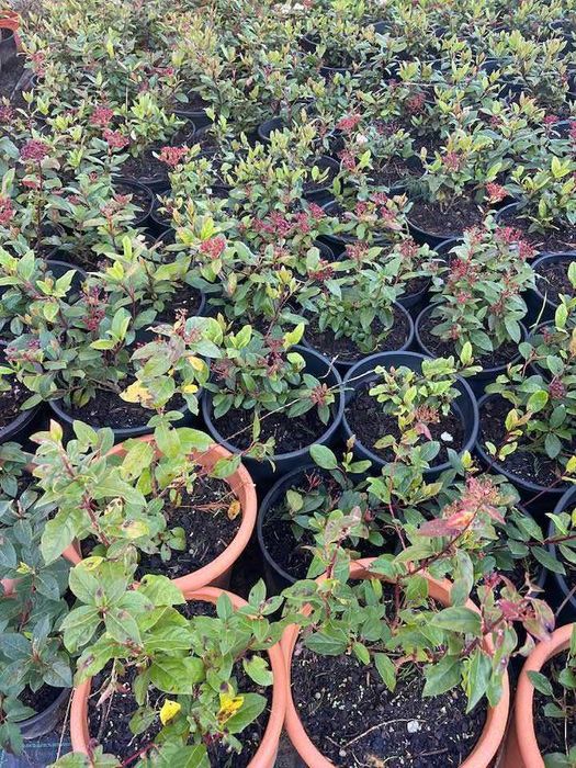 Viburmum tinus 30/40 cm